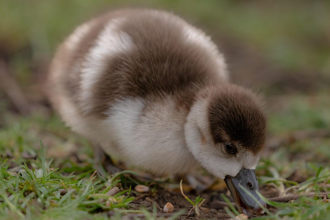 egyptian goose, goose, gosling, young, baby bird, wildbird, wildlife, plumage, nature, cute, spring, avian, grass, meadow, feeding, ornithology