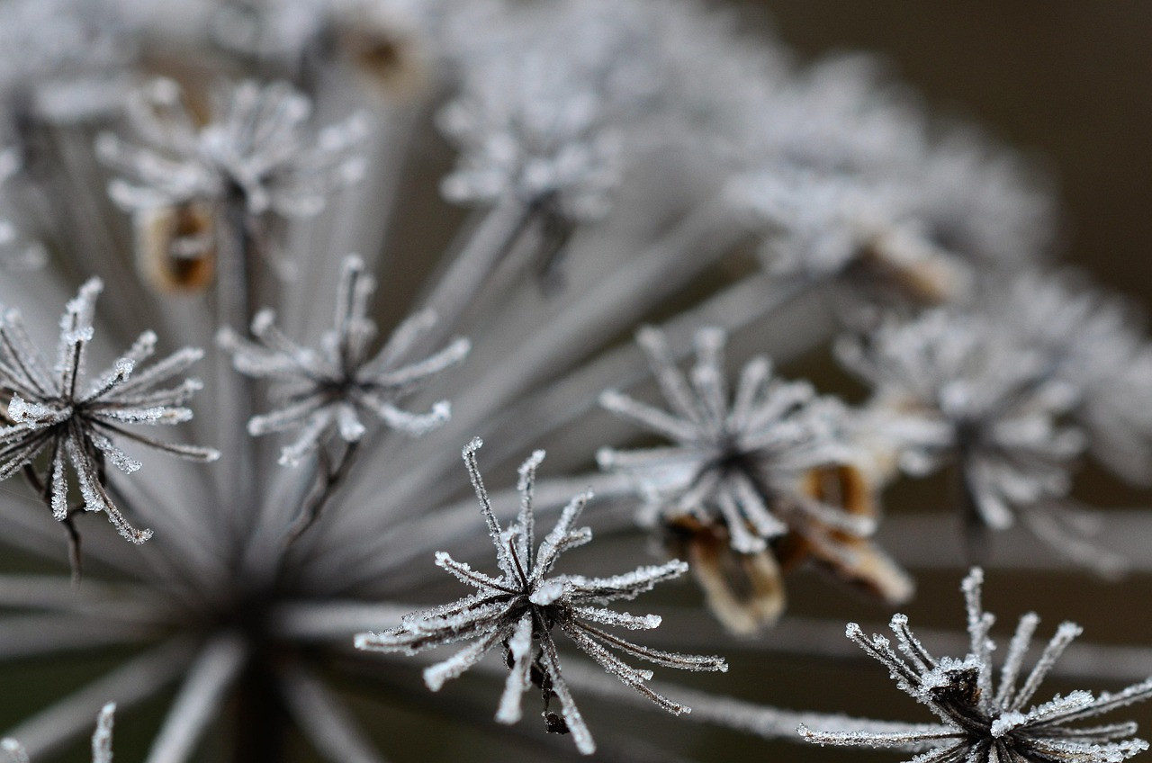 wild carrot, flower, flower background, frost, hoarfrost, nature, flower wallpaper, beautiful flowers, icy, frozen, winter, seeds, umbel, plant, closeup