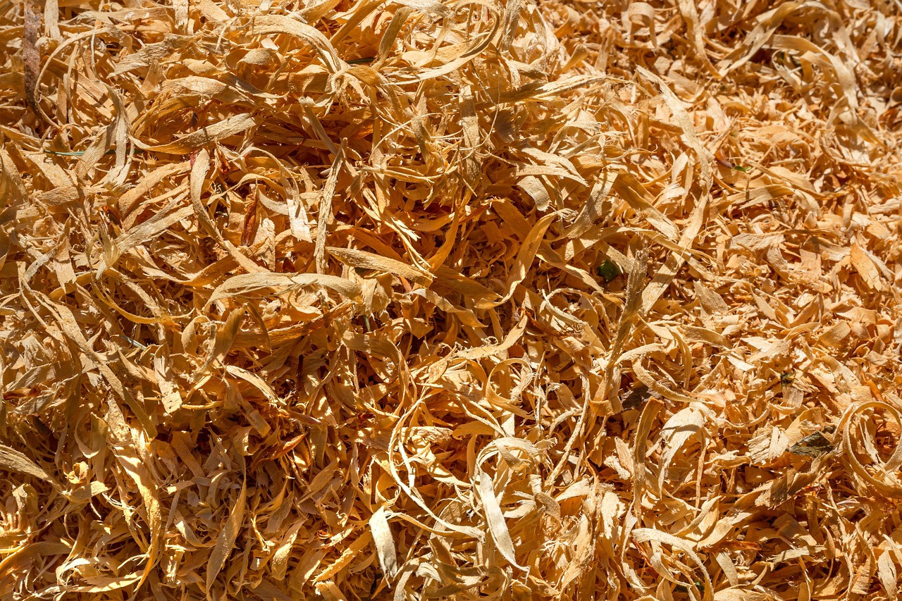 wood chips, saw, wood, forest, nature, tree, work, forest work, template, structure, brown, lumberjack, tree pruning, wood chips, wood chips, wood chips, wood chips, wood chips