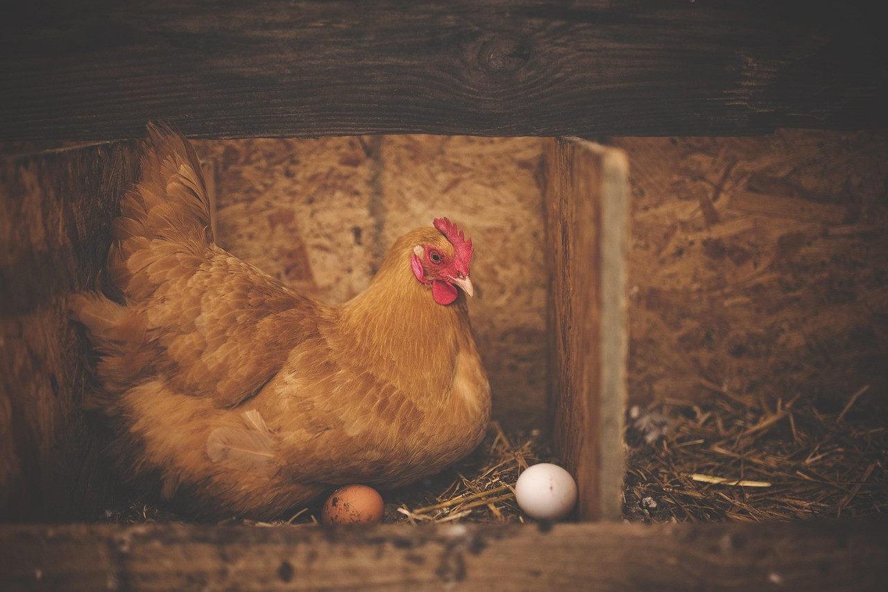chicken, hen, eggs, poultry, animal, barn, bird, nature, farm, livestock, landfowl, farm animal, nest, nesting, chicken eggs
