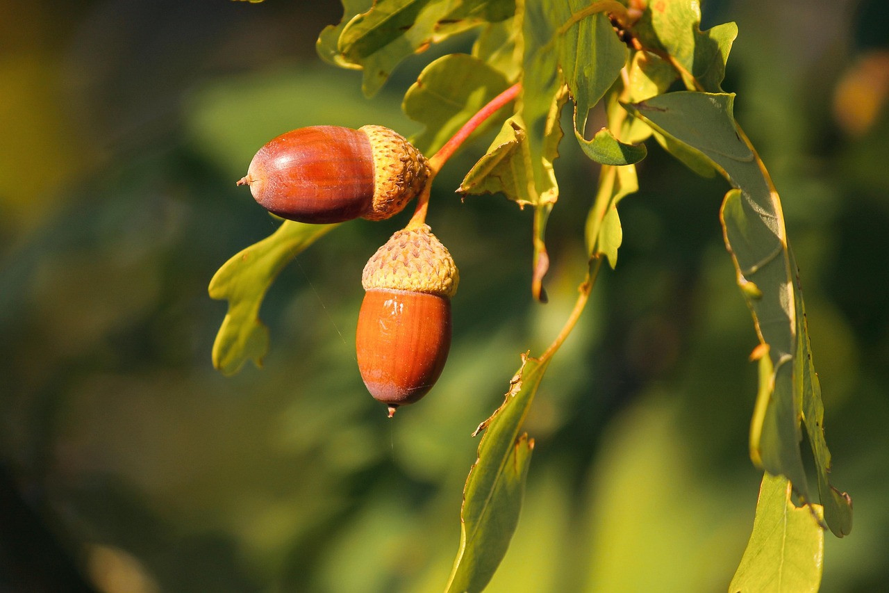acorns, acorn, oak leaves, tree, fall, leaves, nature, brown, light, evening sun, evening light, plant, naturally, fruit, cap, nut fruit, animal feed, tannins, acorns, acorns, acorn, acorn, acorn, acorn, acorn