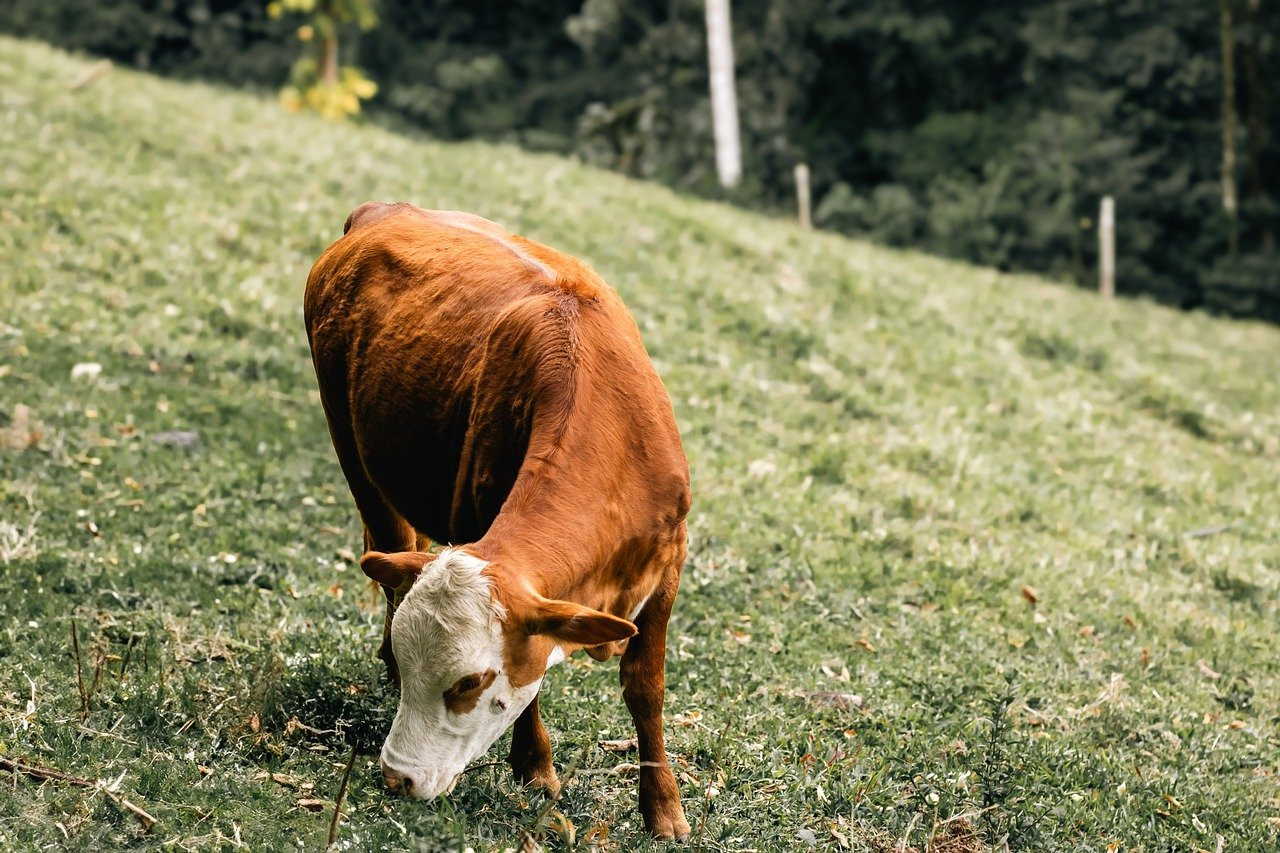 cow grazing, cow eating grass, grazing cow, farm cow, pasture, green pasture, cattle, livestock, farm animal, rural scene, countryside, meadow, agriculture, farming, bovine, brown cow, animal feeding, nature, outdoors, peaceful scene, grass field, dairy cow, ranch, animal behavior, landscape
