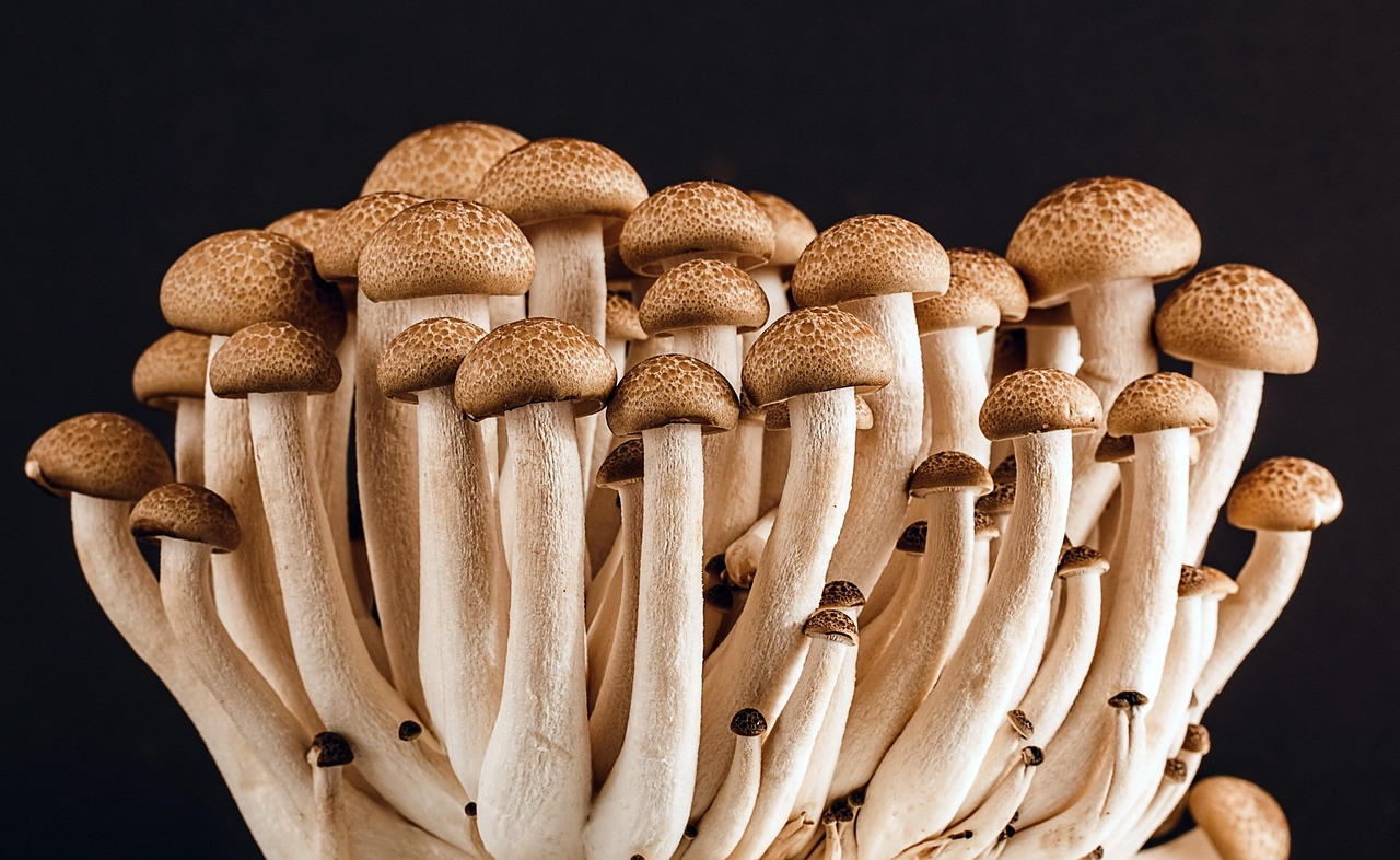 mushrooms, fungi, edible, edible mushrooms, sponge, spore, mycology, many, food, vegetarian, organic, diet, raw, vegetation, mushrooms, mushrooms, mushrooms, mushrooms, mushrooms, fungi