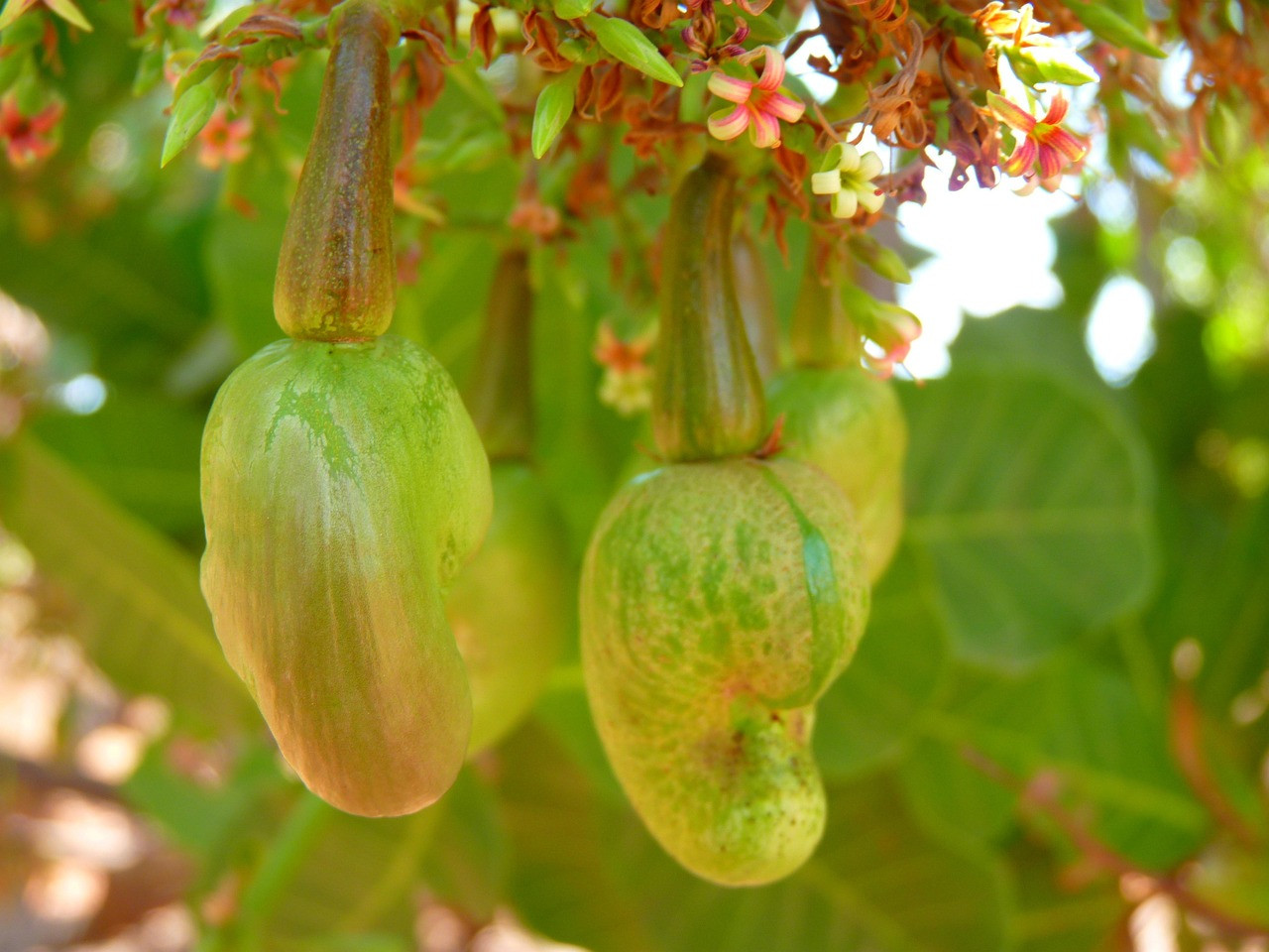 cashew, cashew tree, nature, cashew nuts, plant, nut
