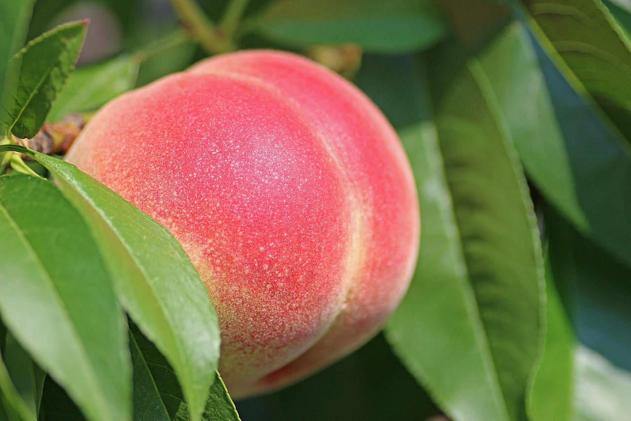 peach, fruit, food, nature, fresh, healthy, ripe, organic, sweet, produce, harvest, leaves, peach tree