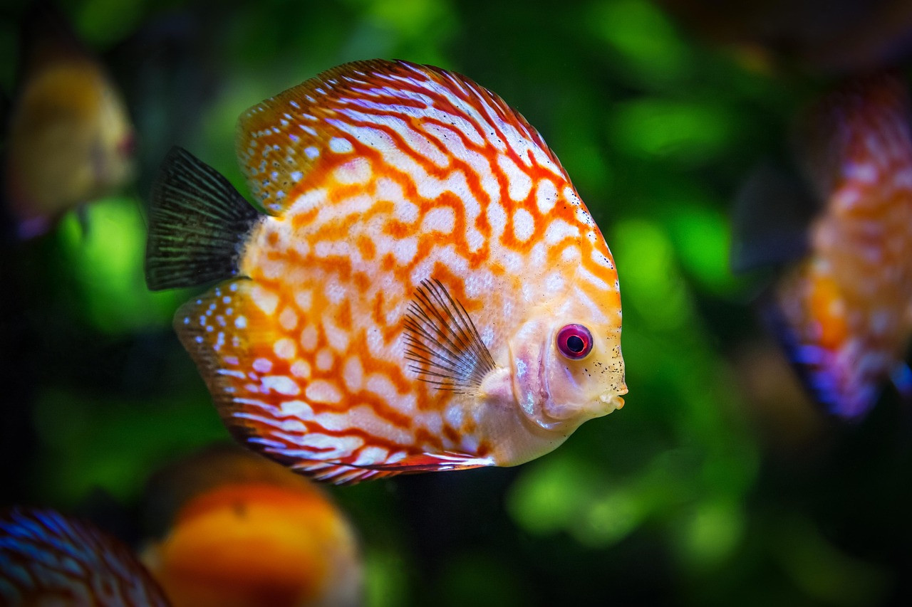 discus fish, fish, aquarium, fauna, symphysodon aequifasciatus, nature, animal, swim, underwater, aquatic, aquatic animal, scaly, fish, fish, fish, fish, fish