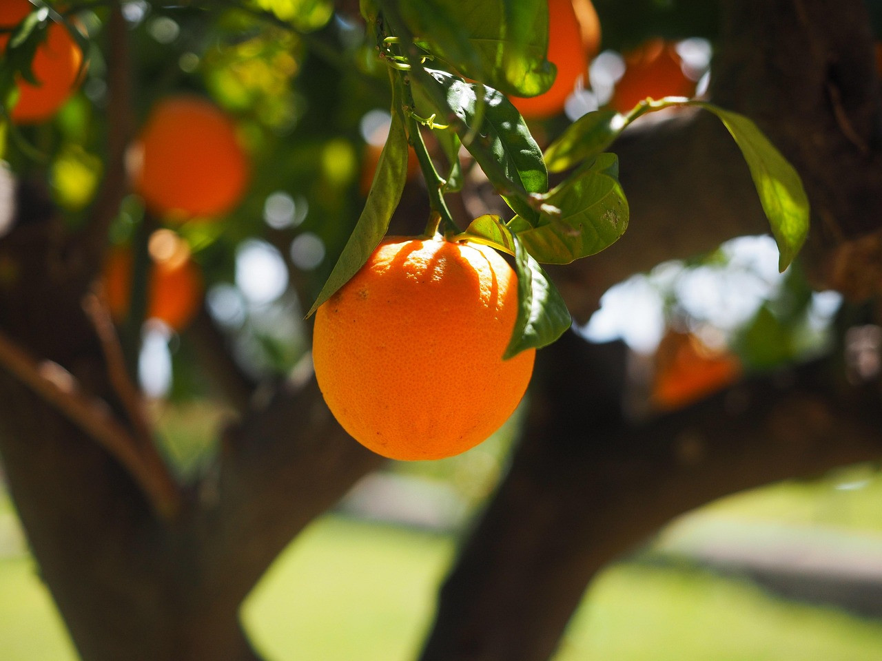 orange, fruit, tree, orange tree, orange fruit, fresh, fresh fruit, harvest, organic, produce, fresh produce, orchard, orange orchard, citrus fruit, citrus, rutaceae, nature, citrus tree, vitamin c, fresh orange, orange grove, ripe, ripe orange, fruit tree