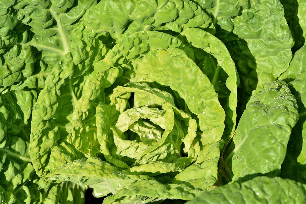 cabbage, vegetable, leaves, green, dew, dewdrops, food, healthy, plant, nature, closeup