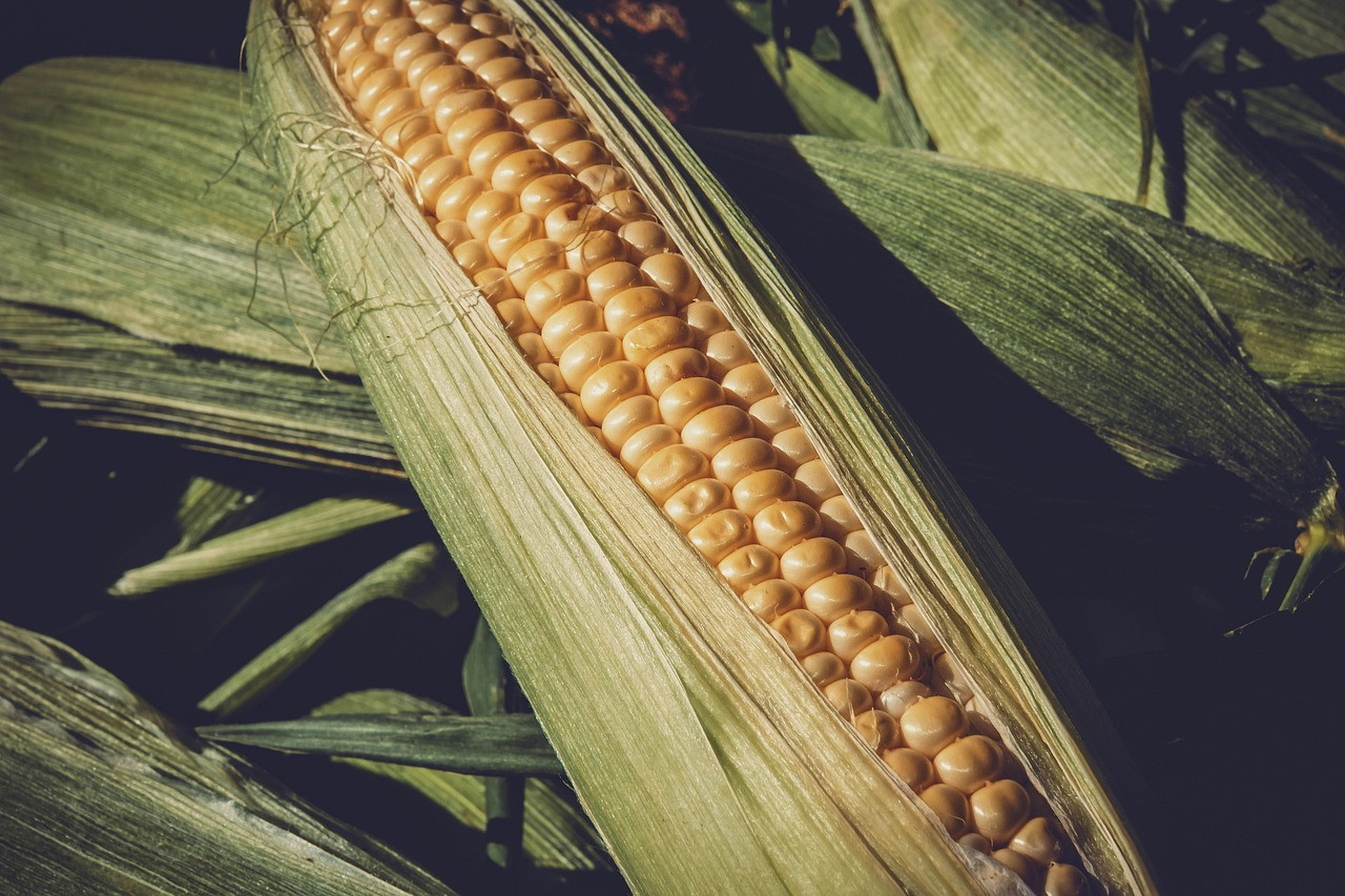 corn, harvest, healthy, sweet corn, vegetables, food, agriculture, corn, corn, corn, corn, corn
