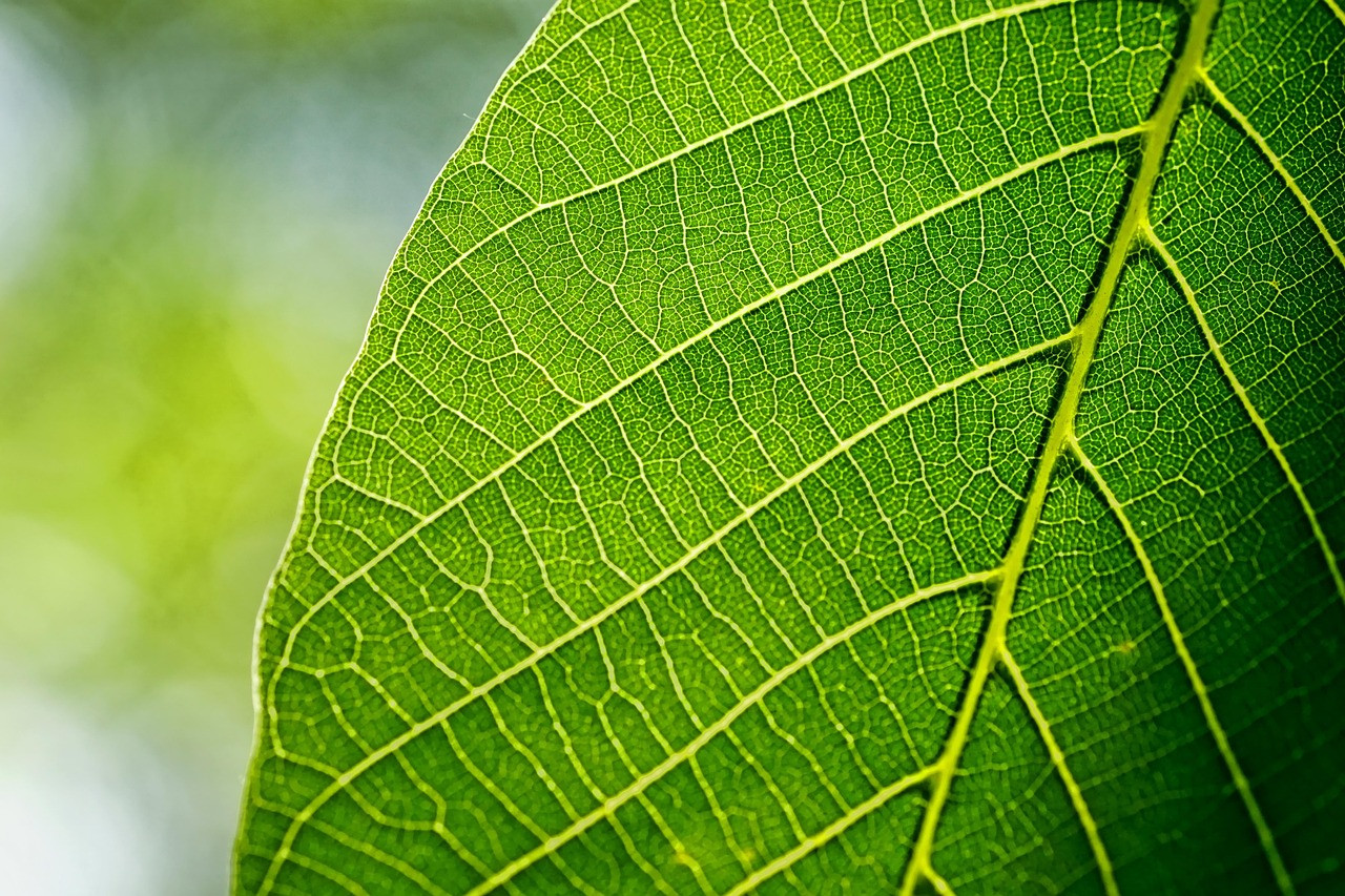 leaves, nature, leaf, walnut leaf, spring, macro, green