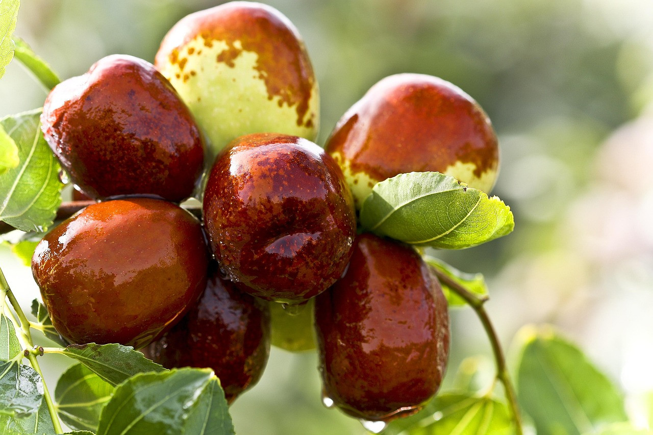 red dates, food, green date, date tree, ripe fruit tree, juicy fruit, healthy, bumper harvest, red dates, red dates, red dates, red dates, red dates