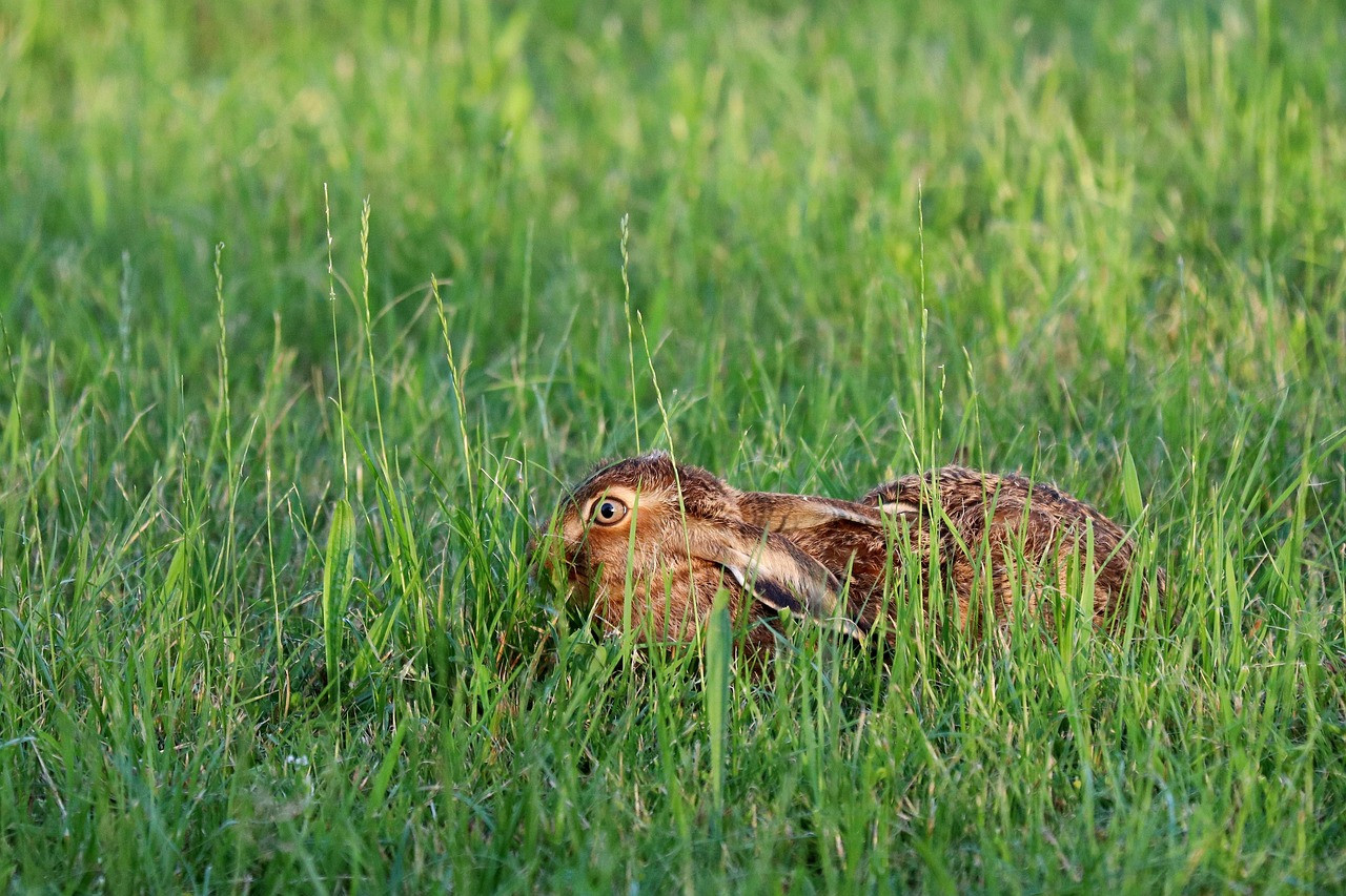 Tucz Królików: Kompletny Przewodnik, Żywienie i Najlepsze Praktyki