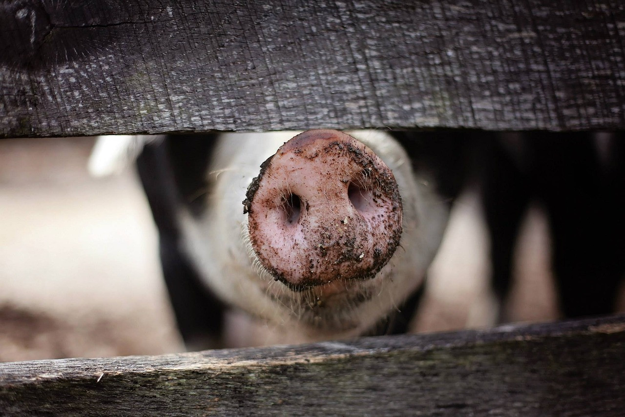 pig, nature, snout, nose, muzzle, fence, wooden fence, demarcation, animal, farm, farm animal, hog, mud