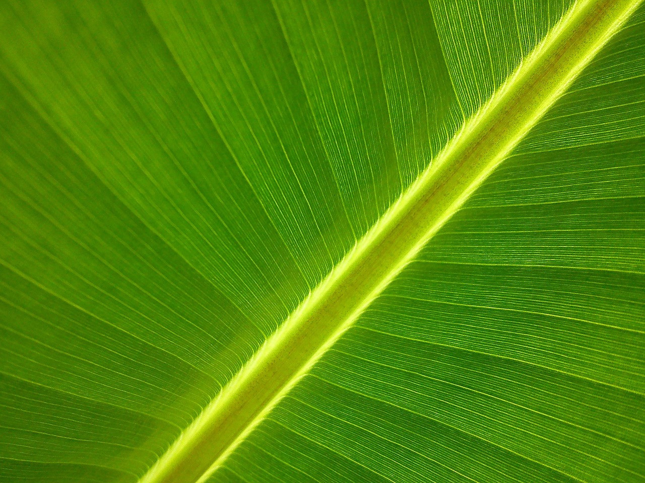 leaf, 4k wallpaper 1920x1080, wallpaper 4k, full hd wallpaper, 4k wallpaper, free background, beautiful wallpaper, laptop wallpaper, hd wallpaper, banana leaf, banana plant, desktop backgrounds, windows wallpaper, wallpaper hd, plant, flora, green, nature, floral background, mac wallpaper, free wallpaper, cool backgrounds, background
