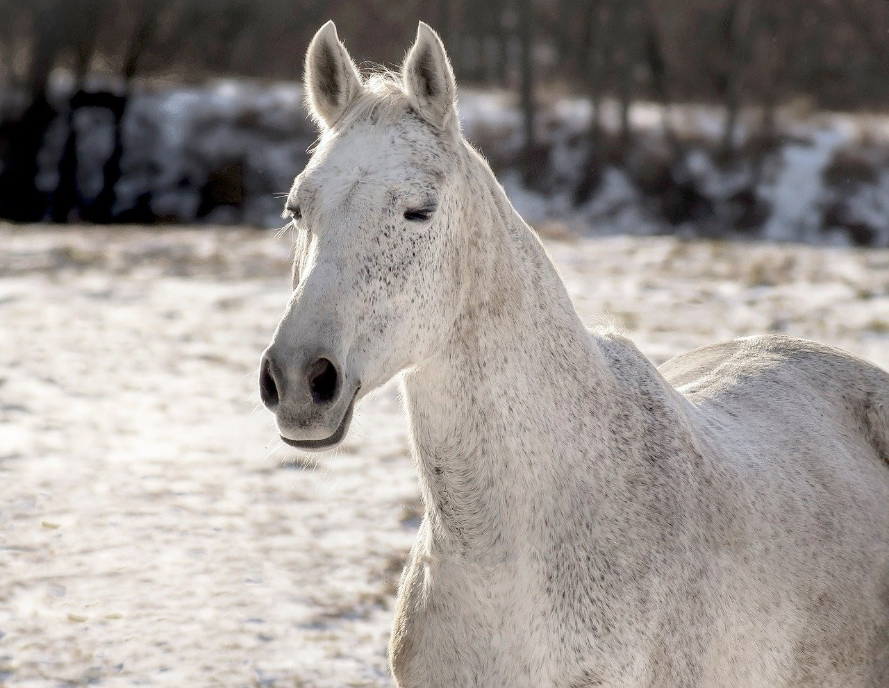 Najlepsza Pasza Tucząca Dla Koni: Kompletny Przegląd i Praktyczny Poradnik