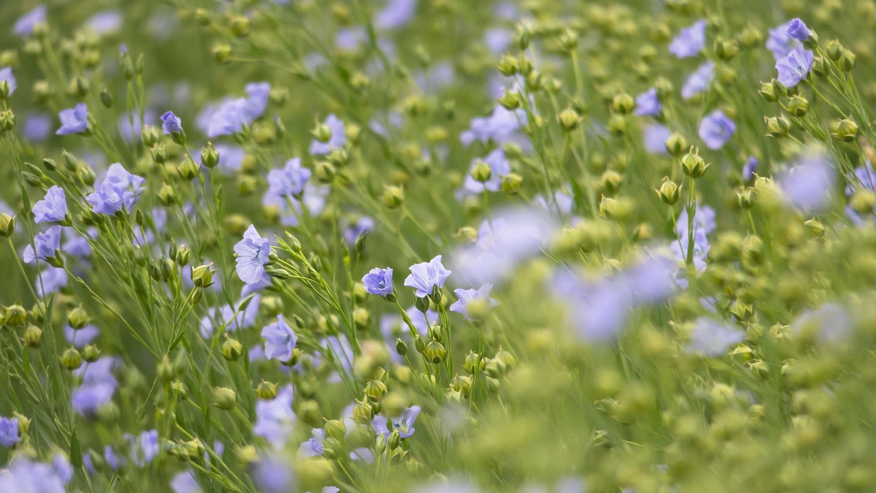field, harvest, blossom, bloom, lone, mean leash, seed-linen, arable land, agriculture, flax, oilseed, oil flax, flax, flax, flax, flax, flax