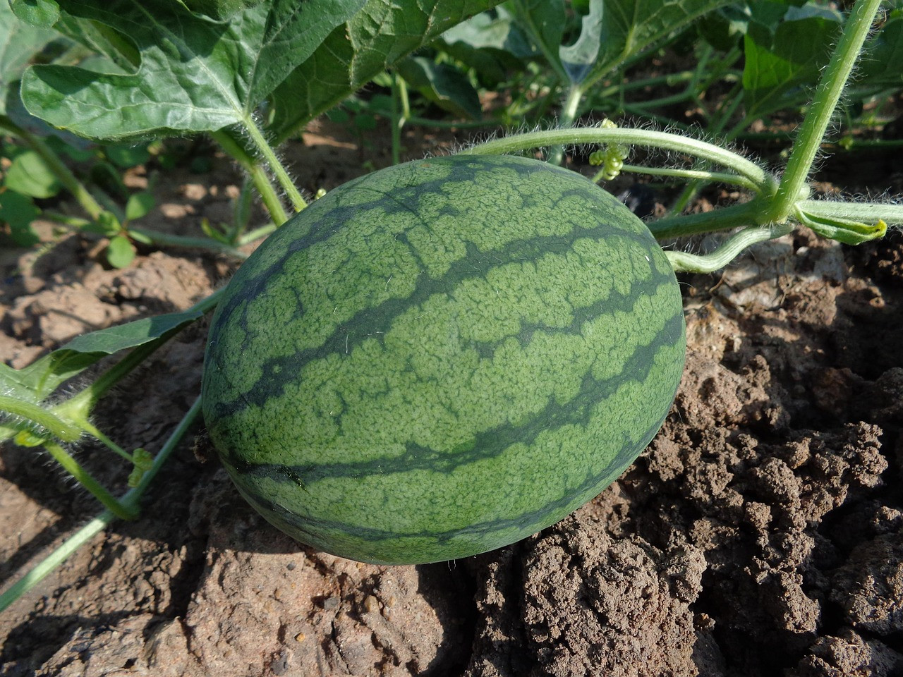 watermelon, fruit, harvest, produce, organic, garden, farm, gardening, farming, plantation, agriculture, cultivation, fresh watermelon, nature, fresh fruit, soil