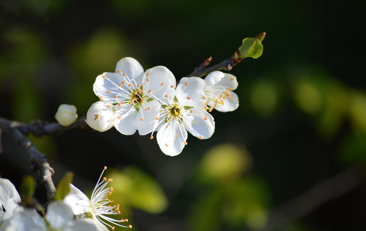plum blossoms, white flowers, fruit tree blooms, spring, nature, flora, blooms, spring awakening, beginning of spring, close up, fruit tree blossoming, plum blossom, blossom, blossoms, leaves, blossom, leaves, leaves, leaves, leaves, leaves