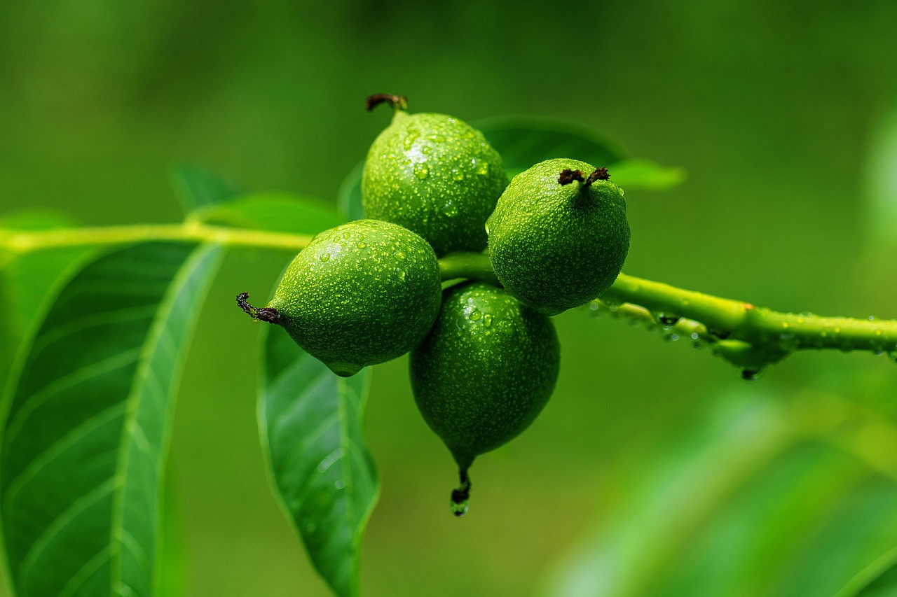 walnut, leaves, nuts, nature, fruit bowl, walnut leaves, immature, healthy, drops of wet, branch