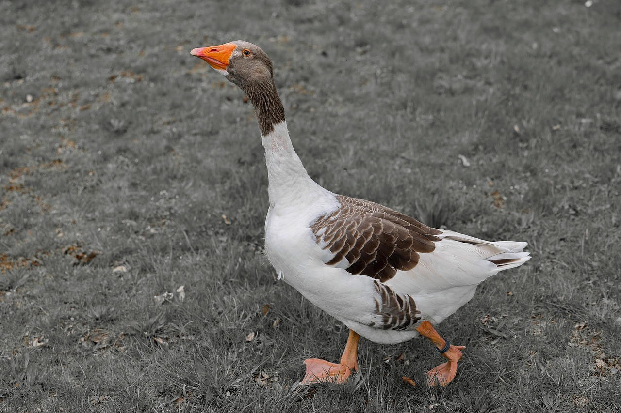 pomeranian goose, farm, goose, bird, nature, animal, farm animal