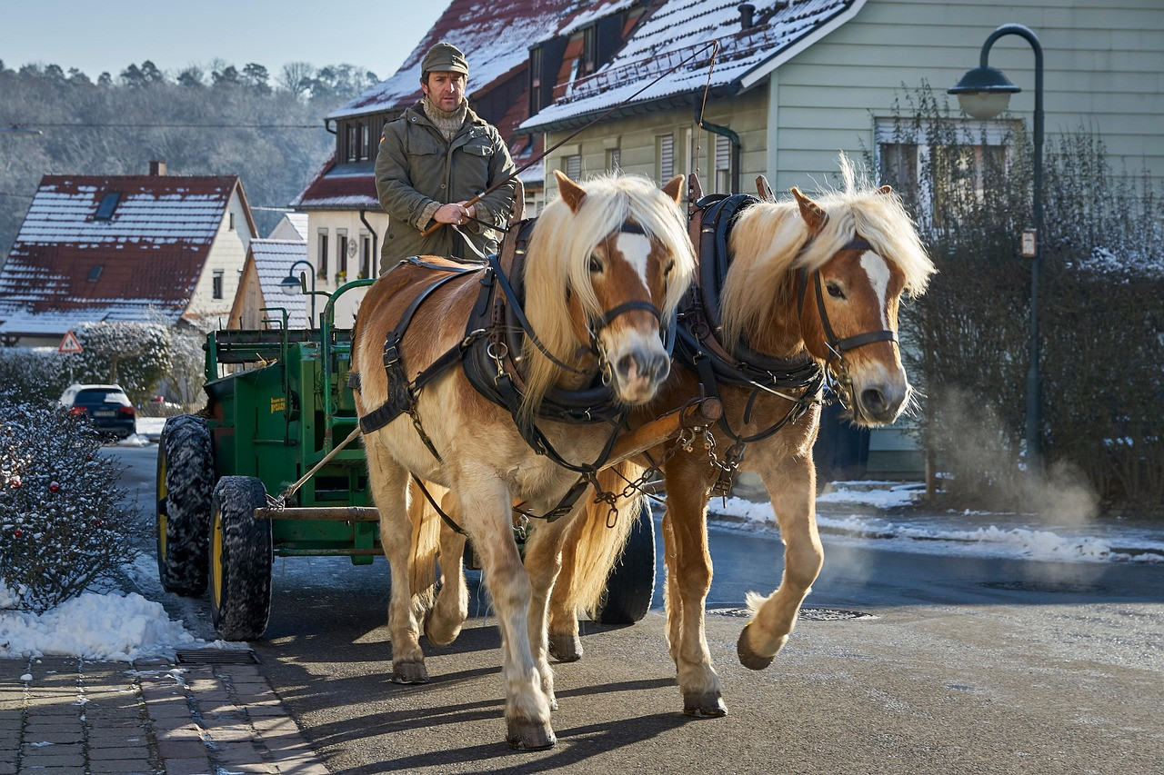 horse, farmer, hoarfrost, agriculture, rural, nature, reins, winter