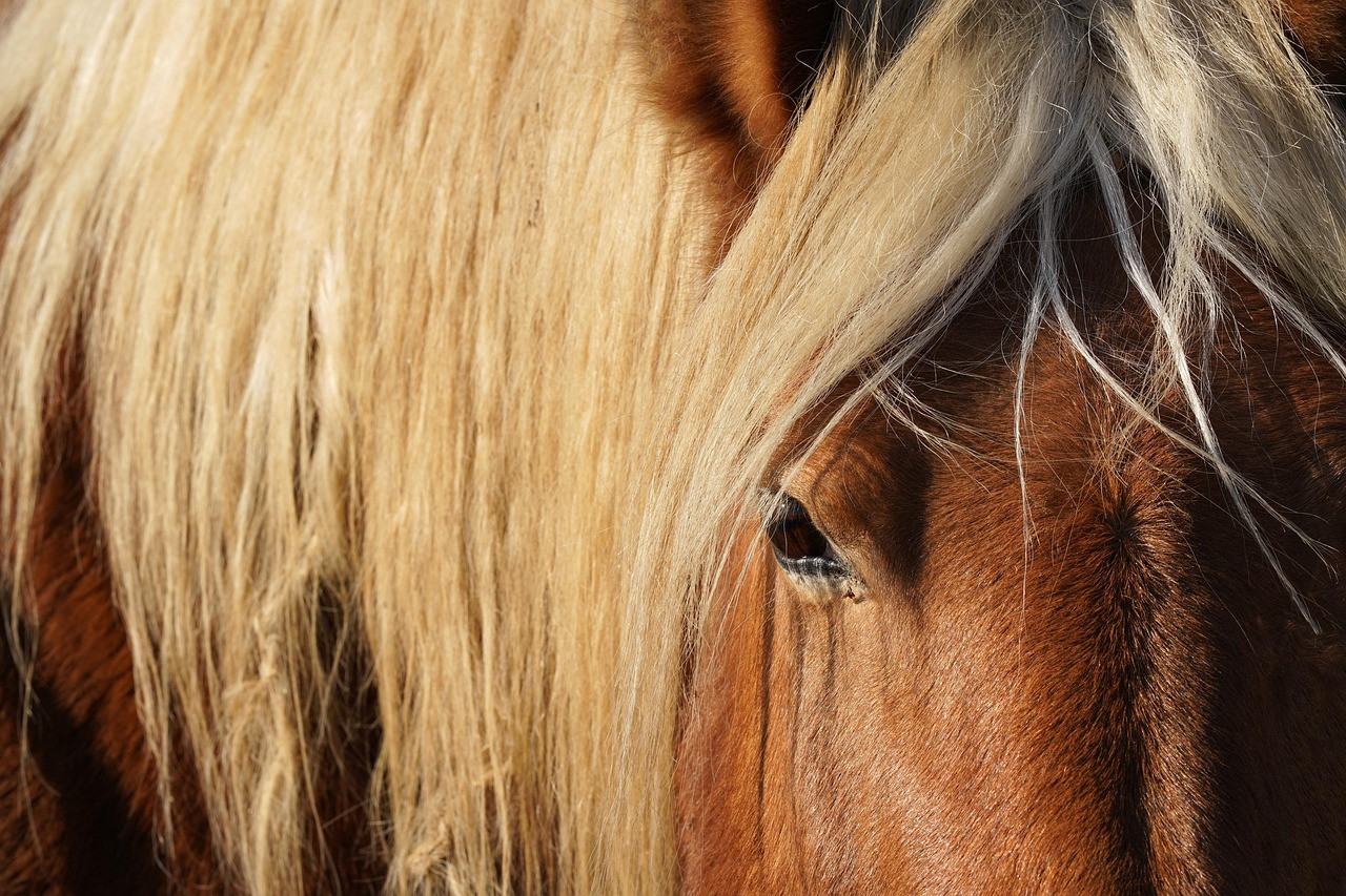 horse, animal, equine, head, mane, portrait, equestrian, farm, farm animal, farm yard, brown horse, wildlife, nature
