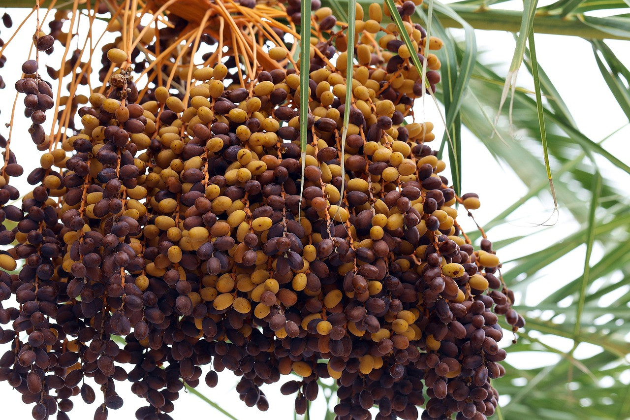 palma, date palm, dates, tropical fruit, tenerife, spain, bunches, bunch, tropical, nature, closeup, vitamins, a healthy diet, southern fruit, freshness, fruit, date palm, date palm, date palm, date palm, date palm, dates