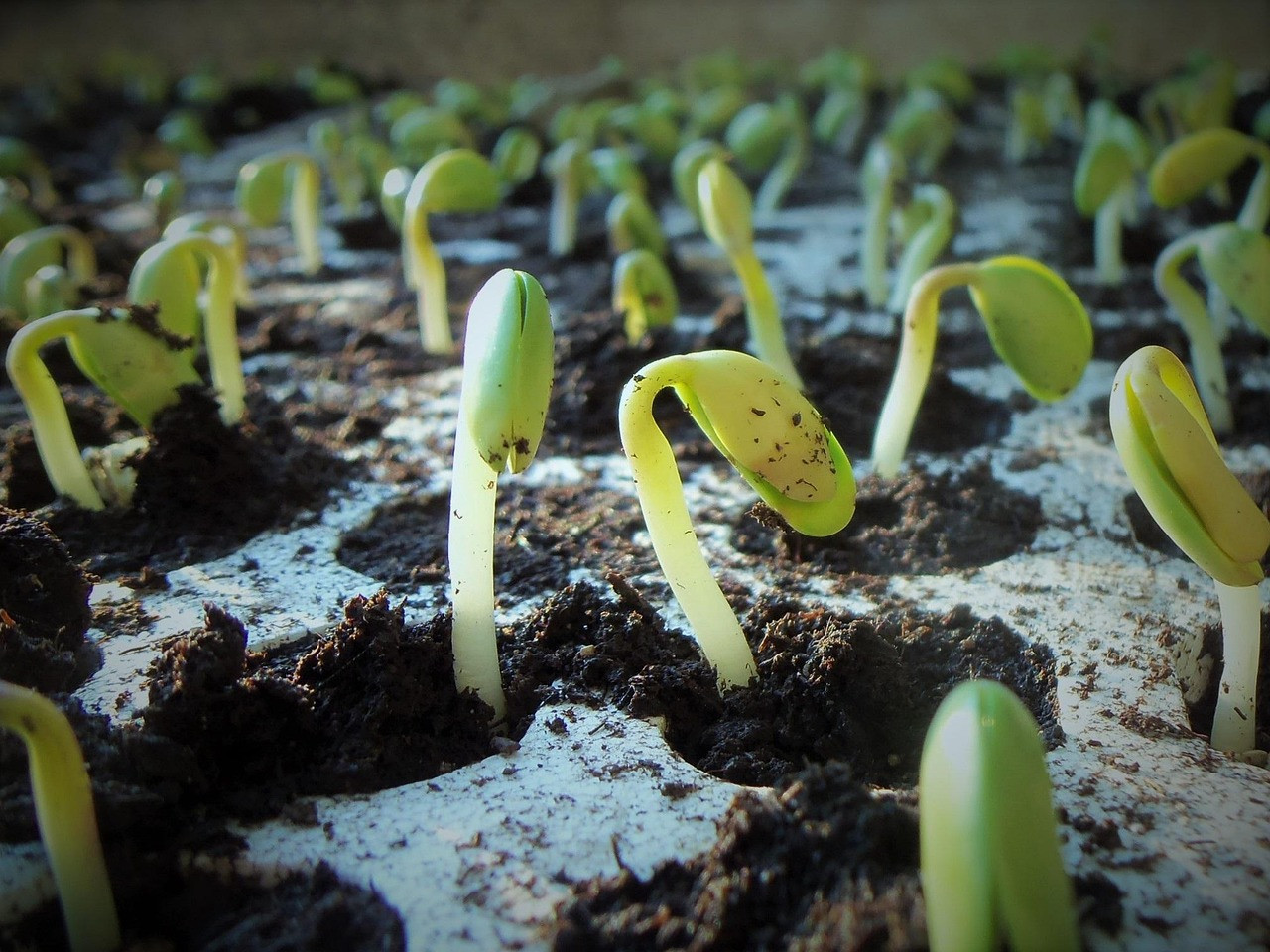 floors, soybean, soy, nature, germination, soybean seedlings, farming, glycine max, green, crops, food, landscape, plantation, end of summer, fields, foreground, leaf, summer, seedling, soybean, soybean, soybean, soy, soy, germination, germination, germination, germination, germination, seedling, seedling, seedling, seedling