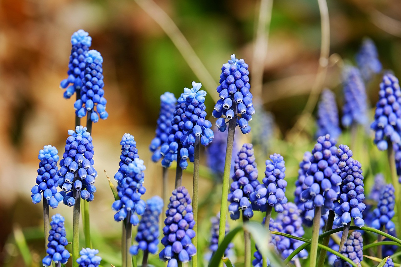 grape hyacinth, flower wallpaper, blossom, bloom, flower, blue, ornamental plant, garden plant, muscari botryoides, asparagus, asparagaceae, traubenförmige inflorescences, flower background, inflorescences, bells, vineyard grape hyacinth, bloom, spring, multicoloured, bright, colorful, muscari neglectum, beautiful flowers, muscari racemosum, nature, overlooked grape hyacinth, misunderstood grape hyacinth, muscari, blue-violet