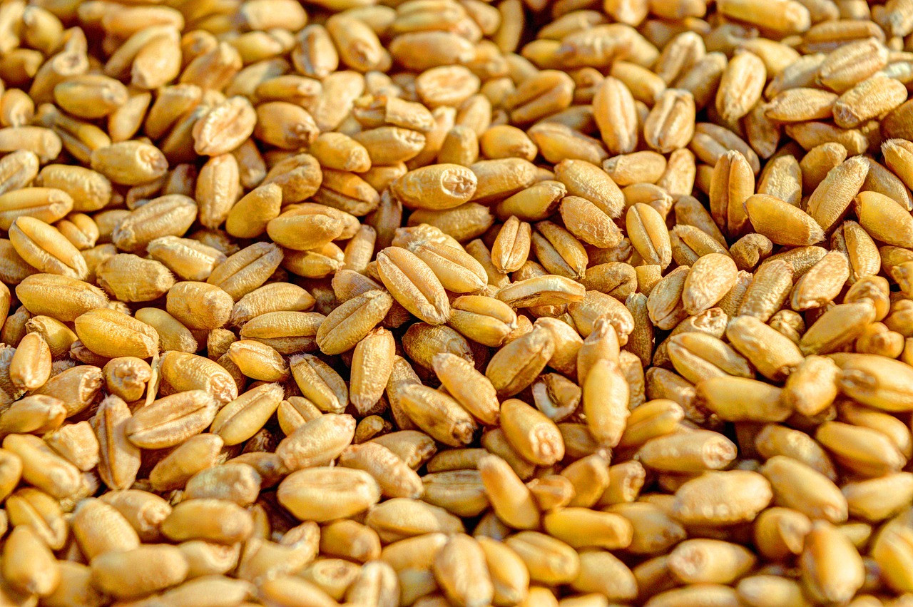 wheat, grain, agriculture, seed, crop, food, golden, harvest, nature, farm, grow, healthy, close-up, organic, gold, farming, harvesting, plant, rural, orange nature, orange food, orange plant, orange healthy, orange farm, orange plants, orange natural, orange wheat, orange closed, wheat, wheat, wheat, wheat, wheat