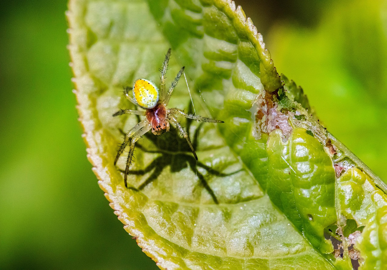 spider, arachnid, insect, araniella cucurbitina, legs, leaf, plant, summer, nature, closeup, macro