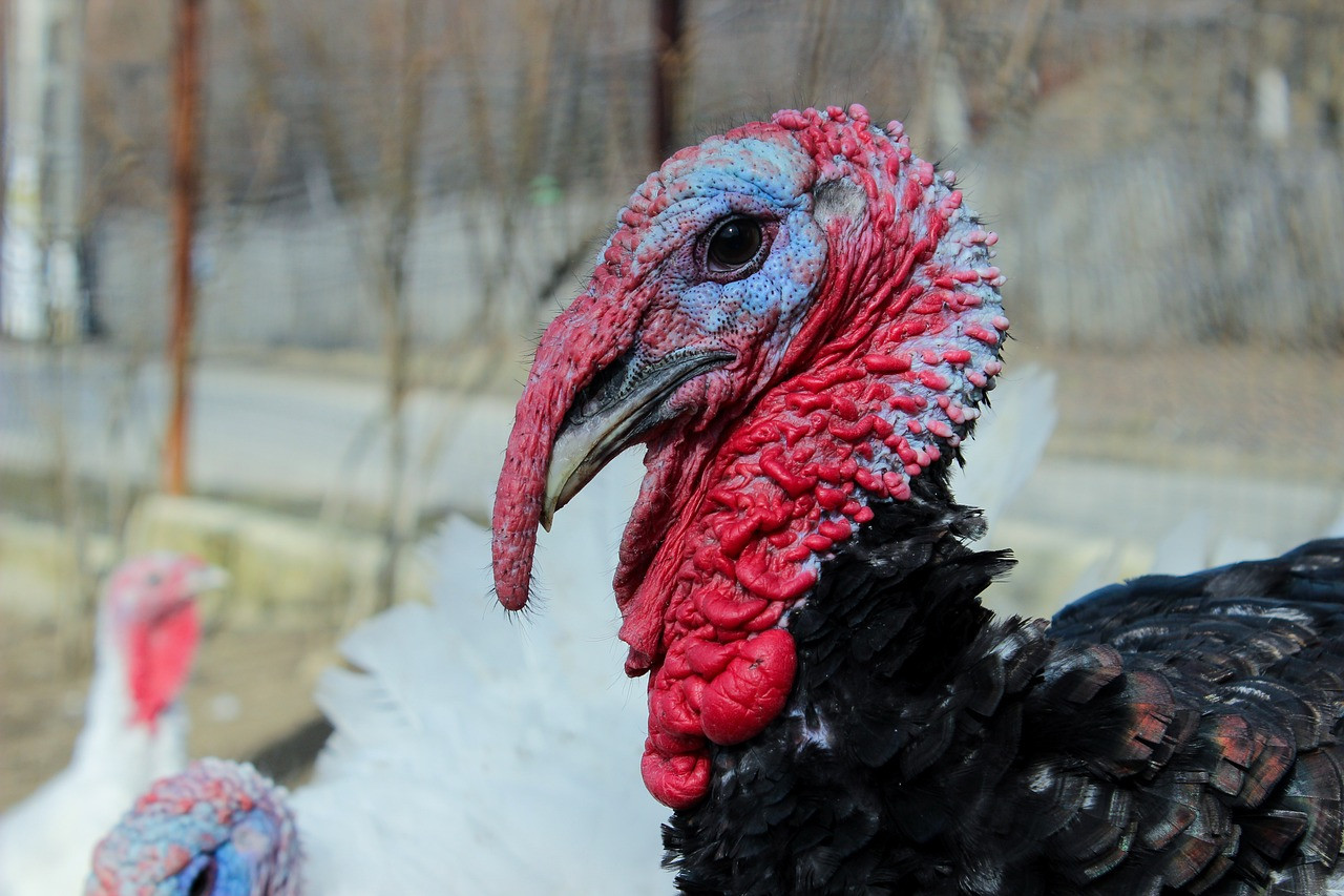 turkey bird, animal, turkey, farm, nature, domestic, bird, turkey bird, turkey bird, turkey bird, turkey bird, turkey bird