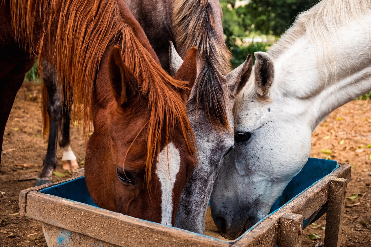 horses, animals, farm, feed, nature, horse feeder, equines, heads, eat