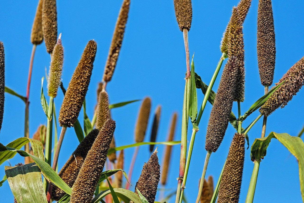 millet, pearl millet, cattail millet, pennisetum glaucum, millet, millet, millet, millet, millet