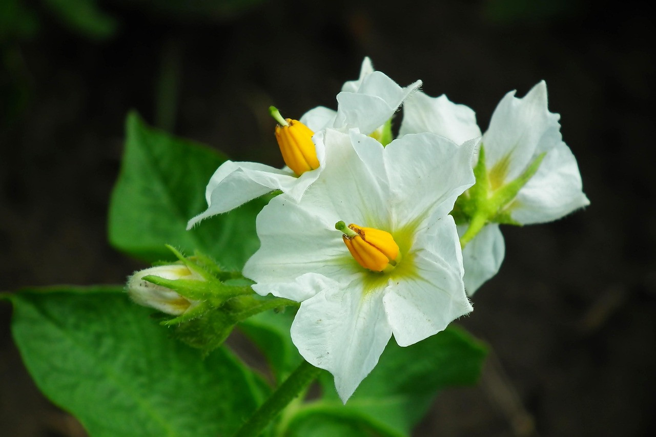 flowers, potatoes, white flowers, potato blossoms, flower wallpaper, flower background, beautiful flowers, field, spring, nature, close up