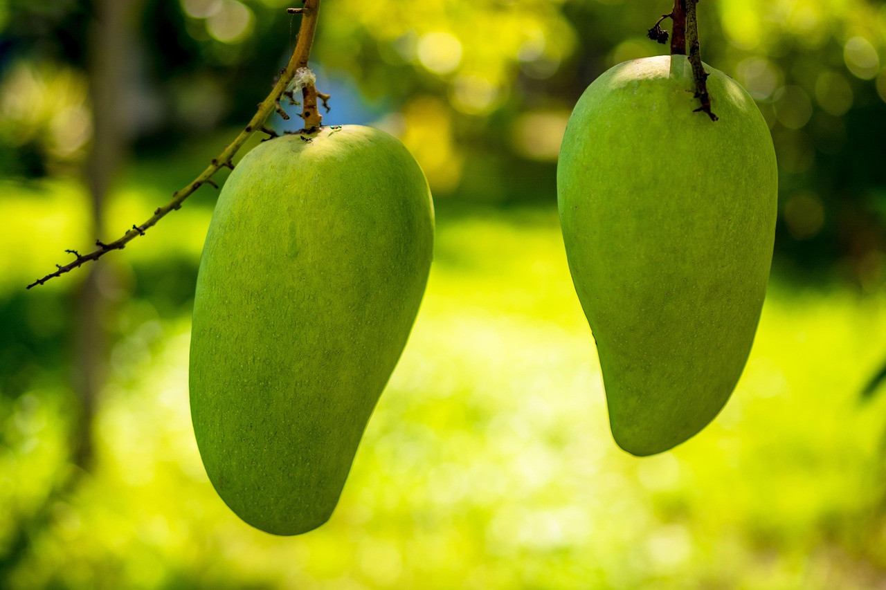 mango, mango tree, fruit, green mango, mango, mango, mango, mango, mango