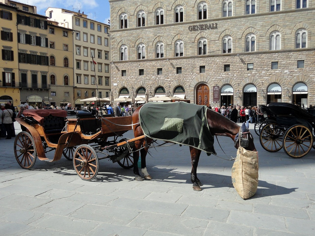 horse, oat bag, nature, florence, tuscany, italy, break, feeding, horse feeding