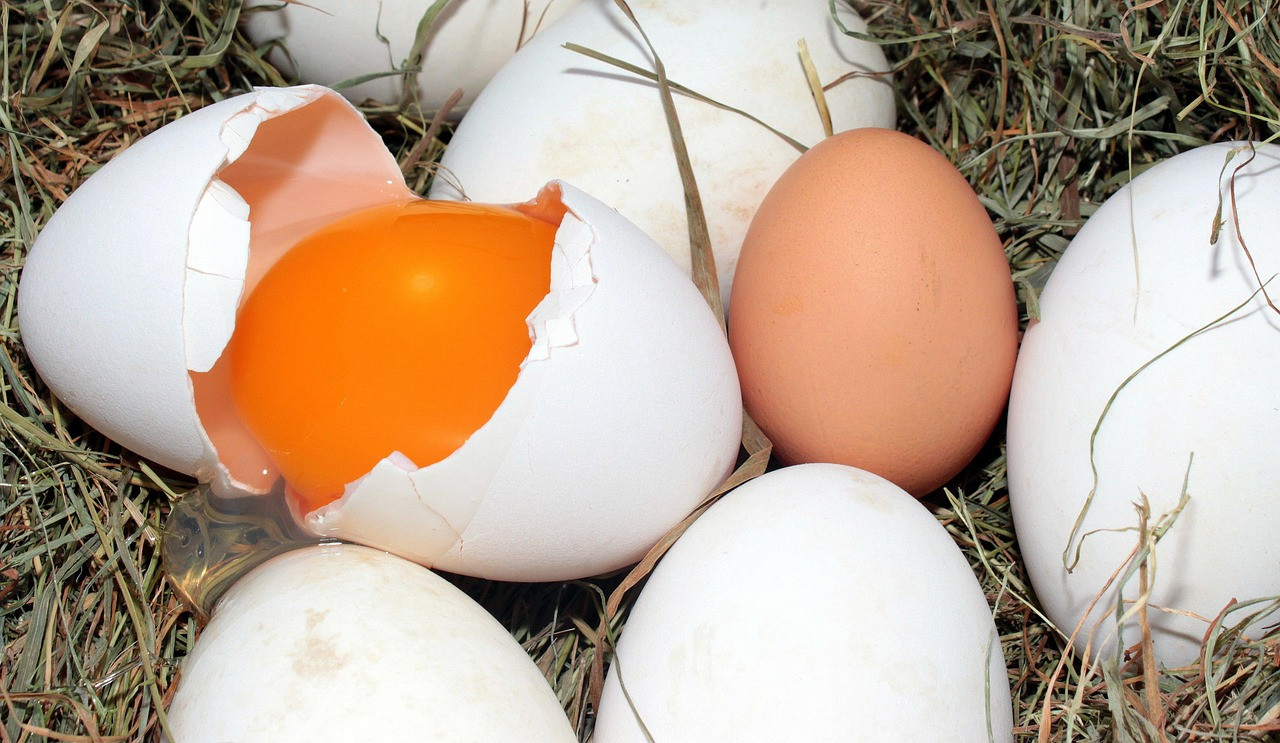 eggs, goose eggs, hen's egg, comparison, open goose egg, egg yolk, protein, hard shell, healthy, vitamins, food, fresh, bio, eggs, eggs, goose eggs, comparison, comparison, comparison, comparison, comparison, egg yolk, egg yolk, egg yolk