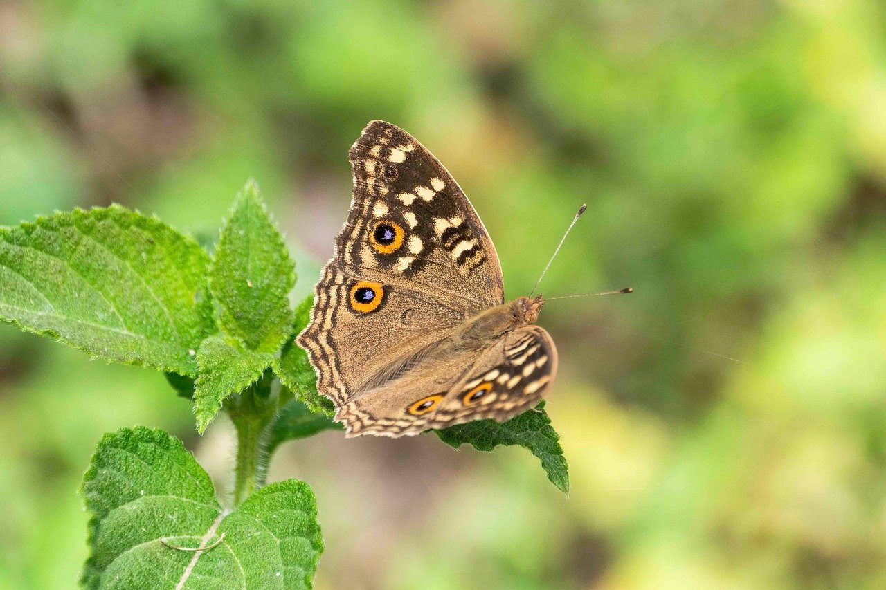 lemon pancy, junonia lemonias, butterfly, nature, insect, fauna, lepidoptera, summer, pollinate, pollination, wing, plant, entomology, wildlife
