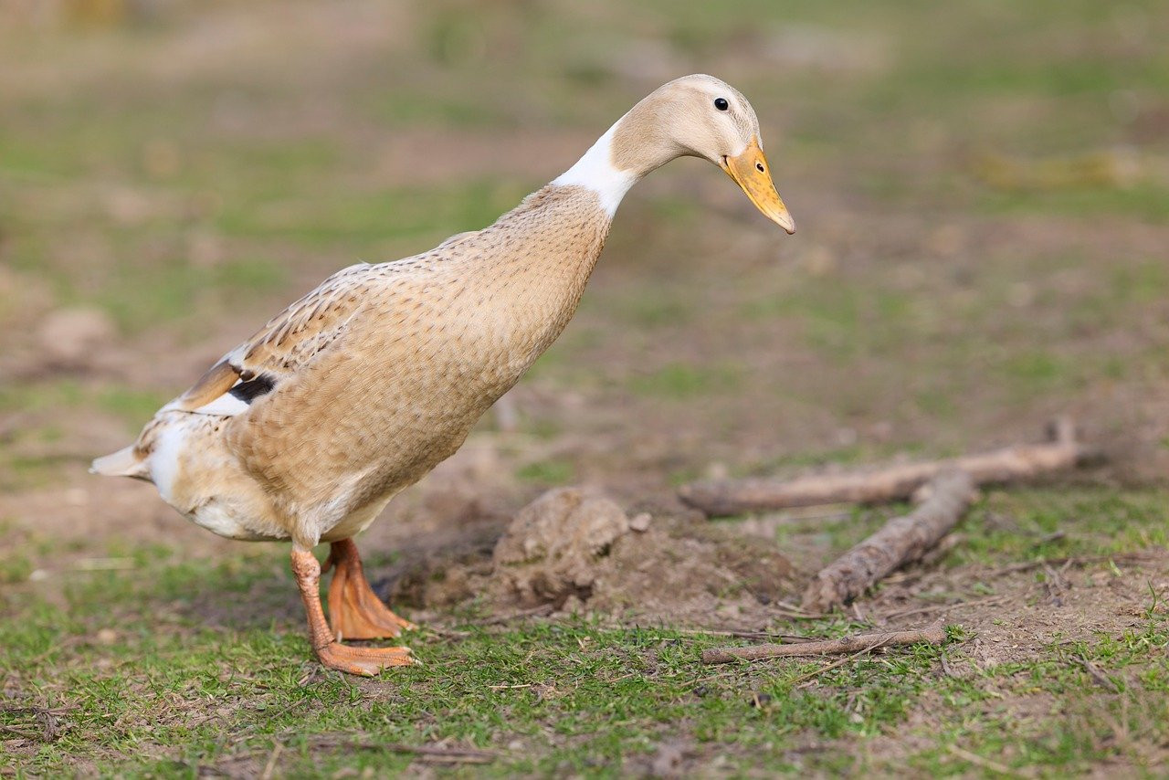 duck, bird, tame duck, poultry, farm animal, graceful, elegant, fawn-colored, white, brown, feathers, outdoor, natural environment, walking, long neck, upright posture, orange legs, animal, nature, indian runner duck