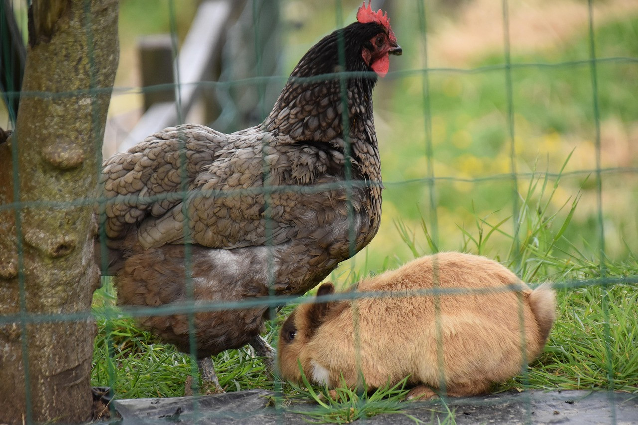 farm animals, hen, dwarf rabbit, farmyard, nature, chicken, rabbit, animal husbandry, hen, rabbit, rabbit, rabbit, rabbit, rabbit