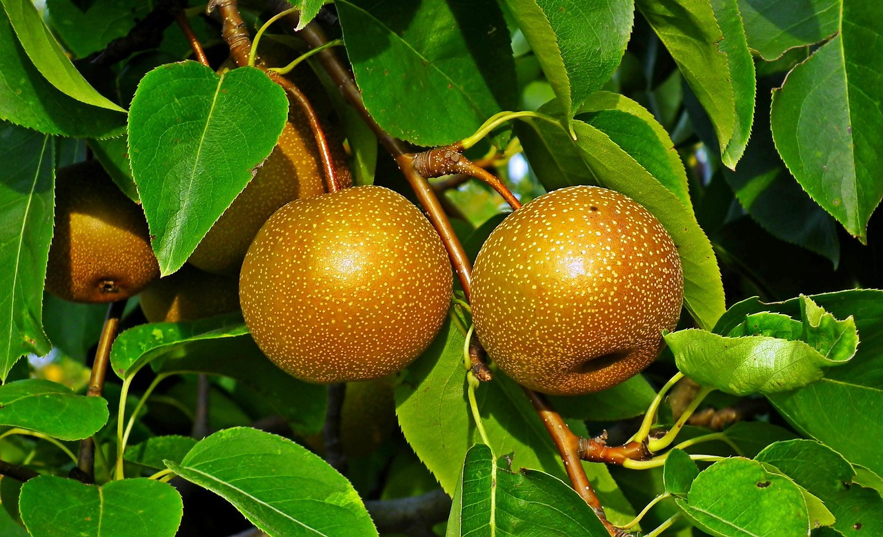 asian pear tree, fruit, tree, closeup, leaves, vitamins, sad, pear, nature, the cultivation of, health, natural, food, fresh, set, ripe, pear, pear, pear, pear, pear