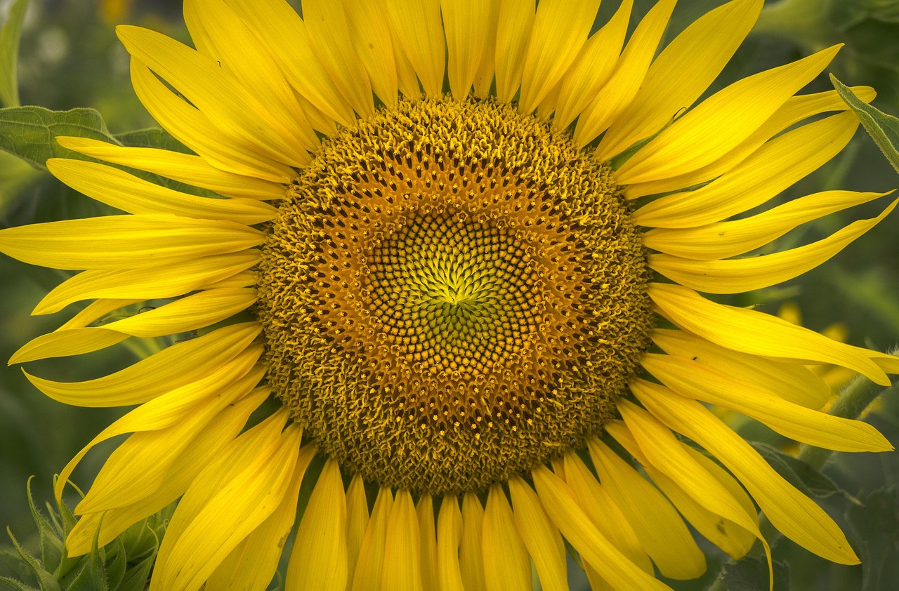 Słonecznik tuczy? 5 Mitów i Faktów o Kaloriach w Pestkach