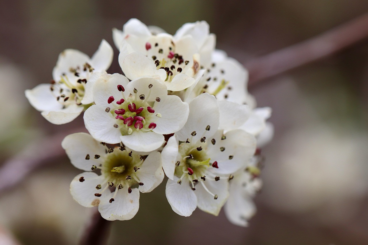 willow-leaved pear, pear, pear tree blossom, blossom, stamens, petals, pyrus salicifolia, blossom, bloom, pistils, white, nature, spring, pome fruit family, bloom