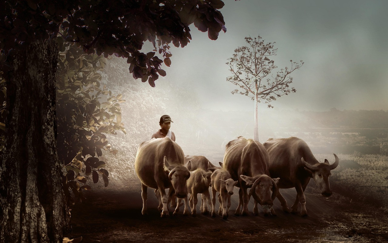 man, cattle, animals, cows, bulls, calves, mammals, nature, livestock, rural, countryside, farm, farming, agriculture