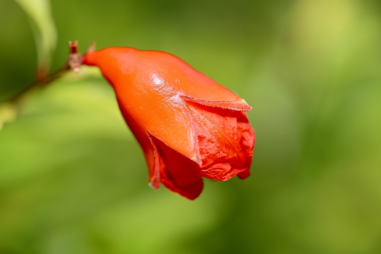 pomegranate, pomegranate blossom, pomegranate bud, fruit set, fruit, punica granatum, nature, close up, pomegranate, pomegranate, pomegranate, pomegranate, pomegranate