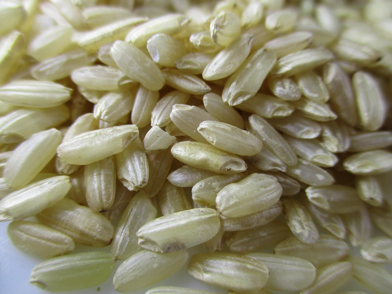 rice, risotto, brown rice, carnaroli rice, risotto, risotto, brown rice, brown rice, brown rice, brown rice, brown rice