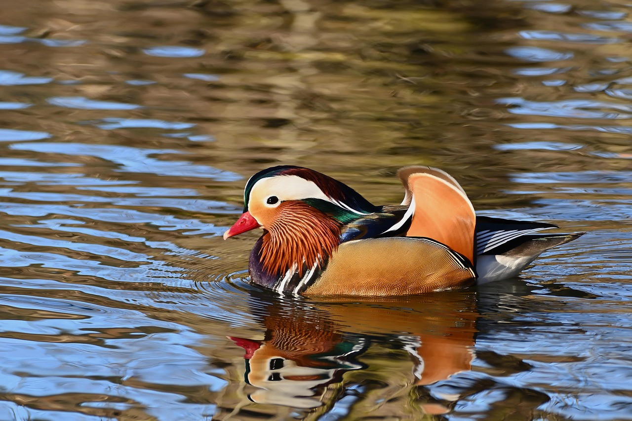 duck, mandarin duck, water bird, drake, lake, cold, park, winter, nature, duck, duck, duck, duck, duck