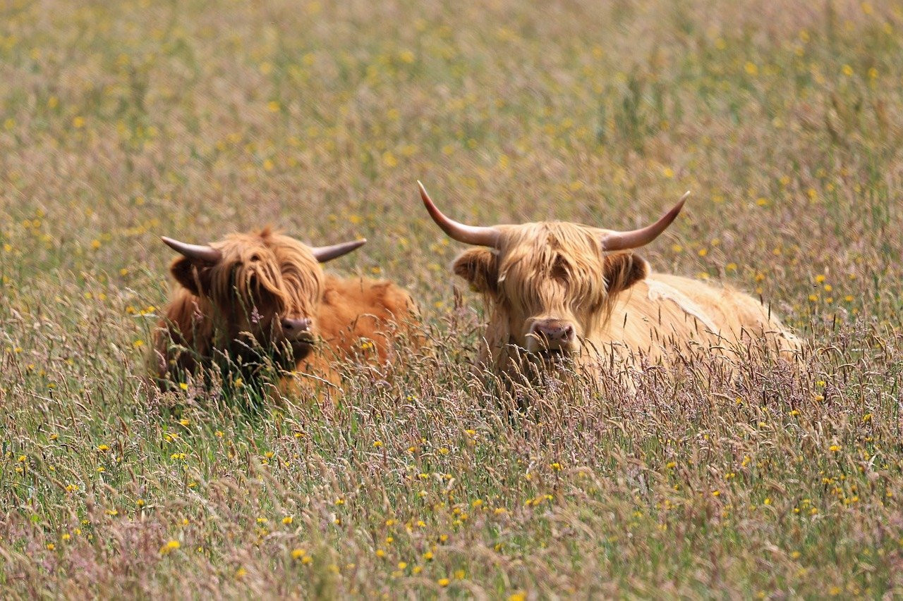 beef, bovine, highland cattle, nature, pasture, cattle, cow, horns, animal