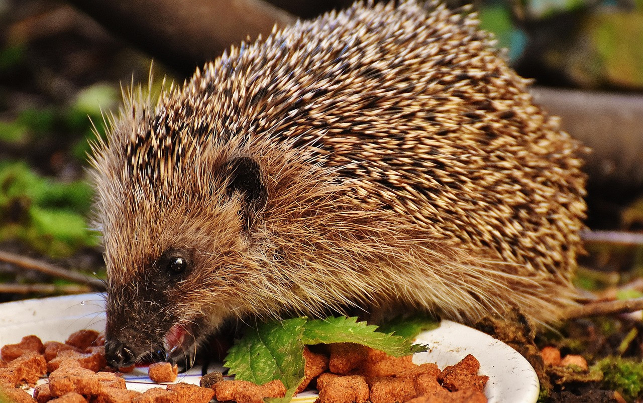 hedgehog, pet, eating, feed, young hedgehog, young animal, animal, nature, mammal, prickly, nocturnal, cute, garden, animal world
